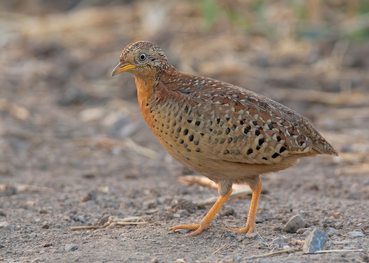 Yellow-legged Buttonquail - ML634661168