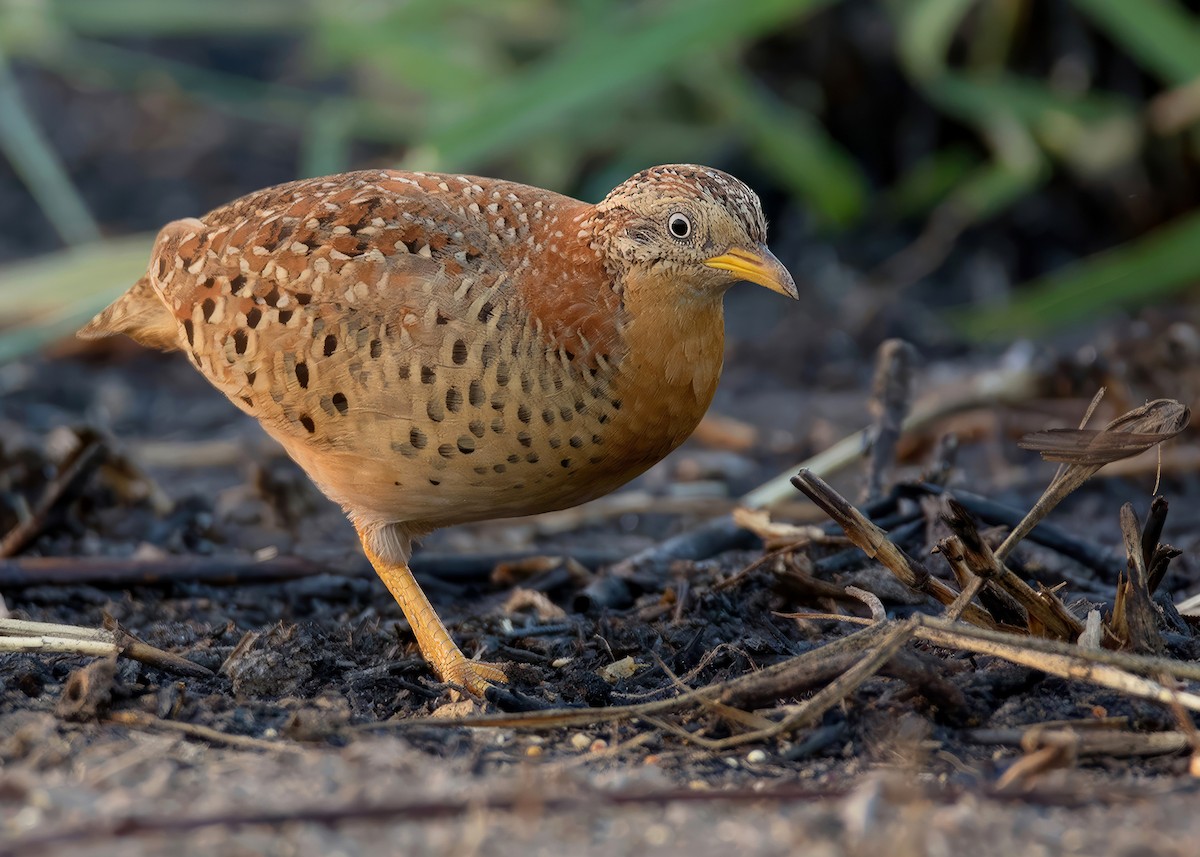 Yellow-legged Buttonquail - ML634661171