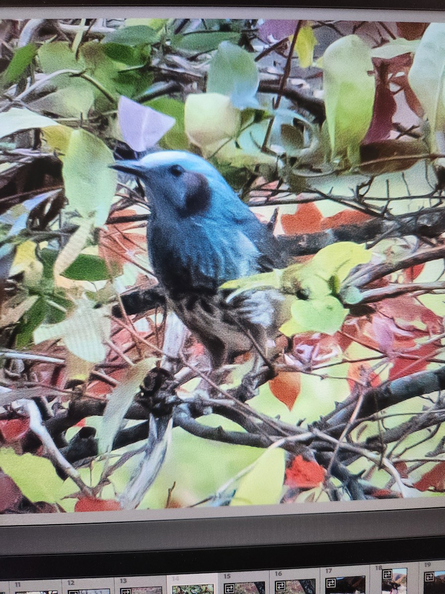 Brown-eared Bulbul - ML634661219