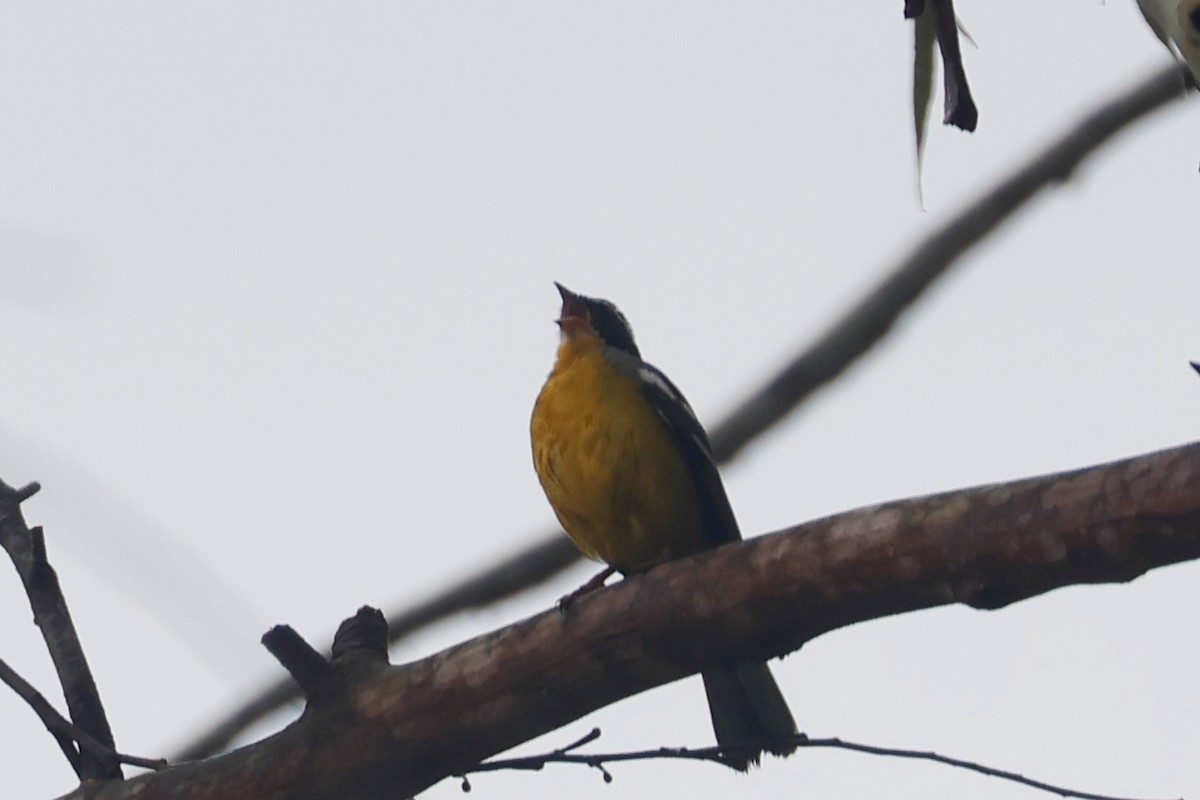 Cabanis's Bunting - ML634661232