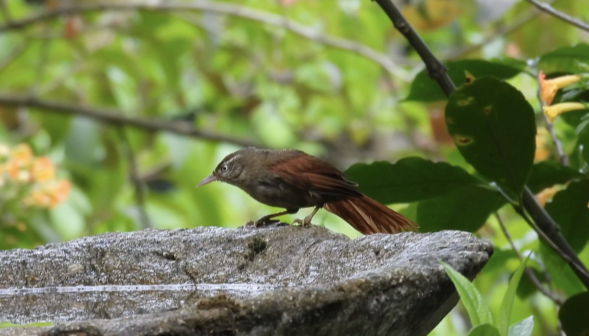 Streak-capped Spinetail - ML634661244
