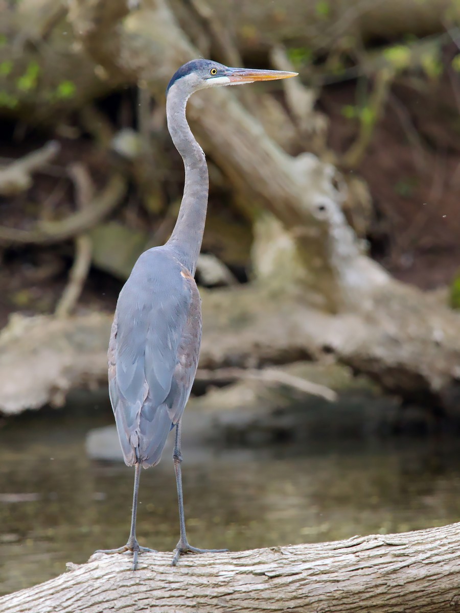 オオアオサギ - ML634661248