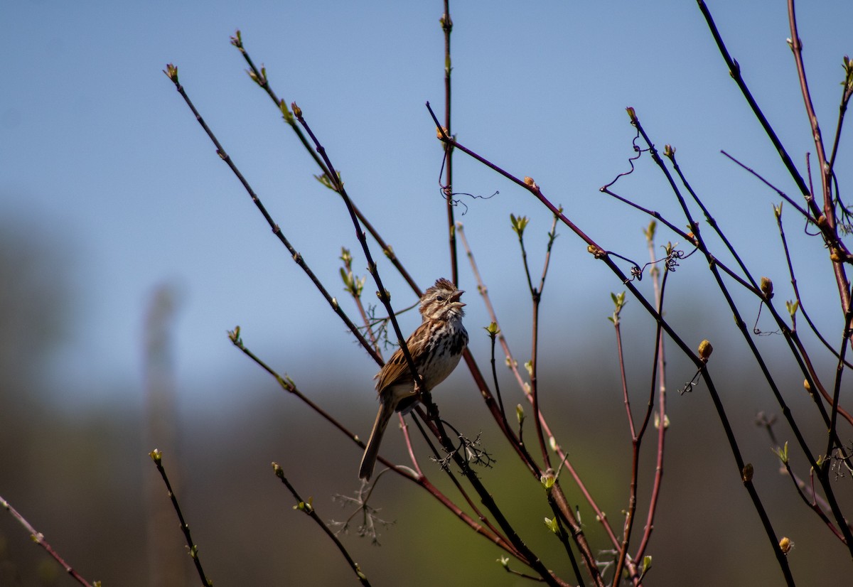 Song Sparrow - ML634661252