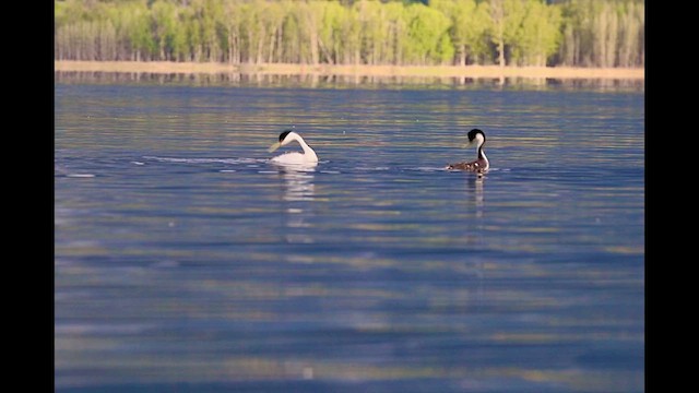 Western Grebe - ML634661295