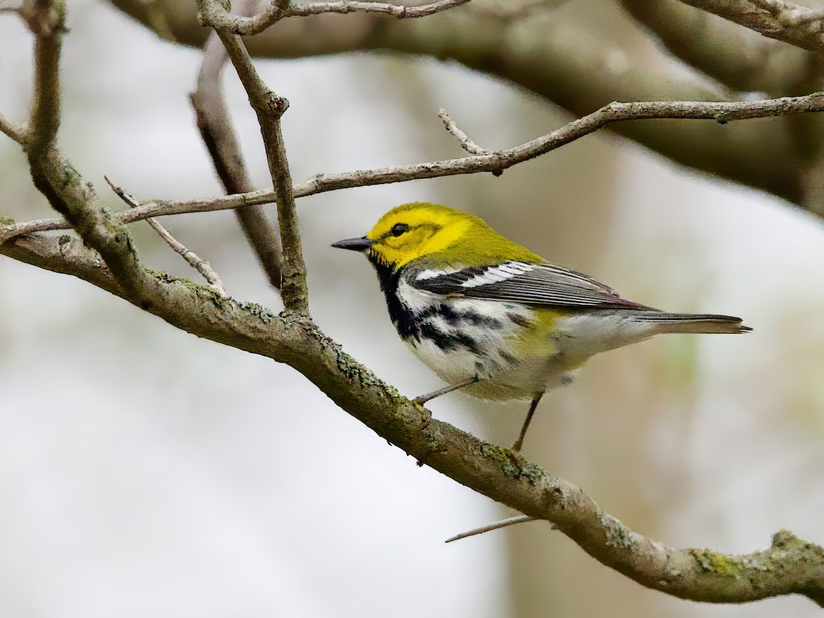 ノドグロミドリアメリカムシクイ - ML634661355