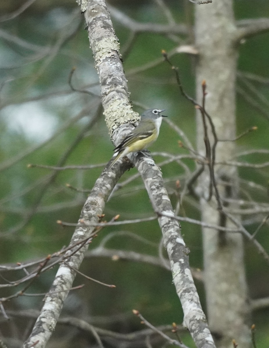 Blue-headed Vireo - ML634661396