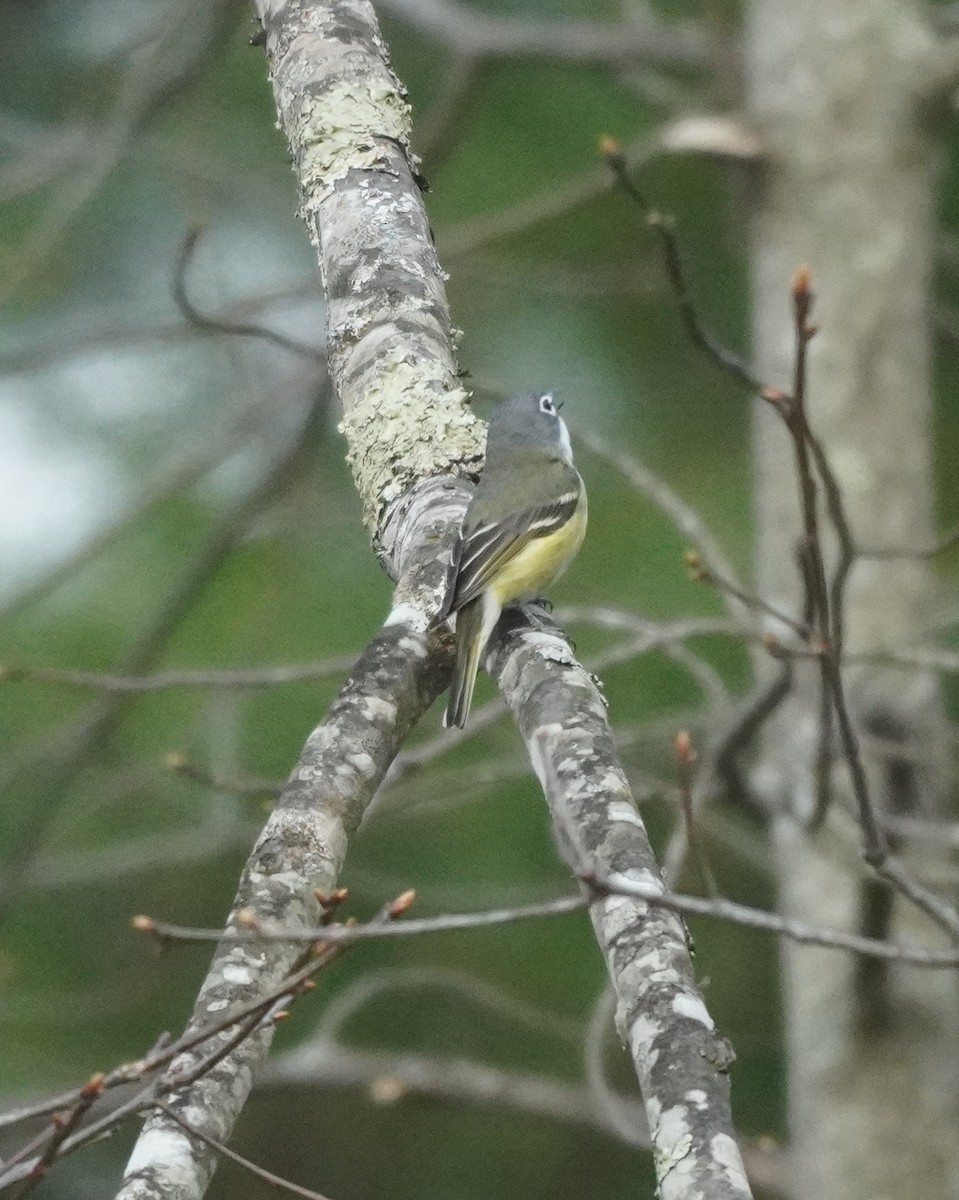 Blue-headed Vireo - ML634661402