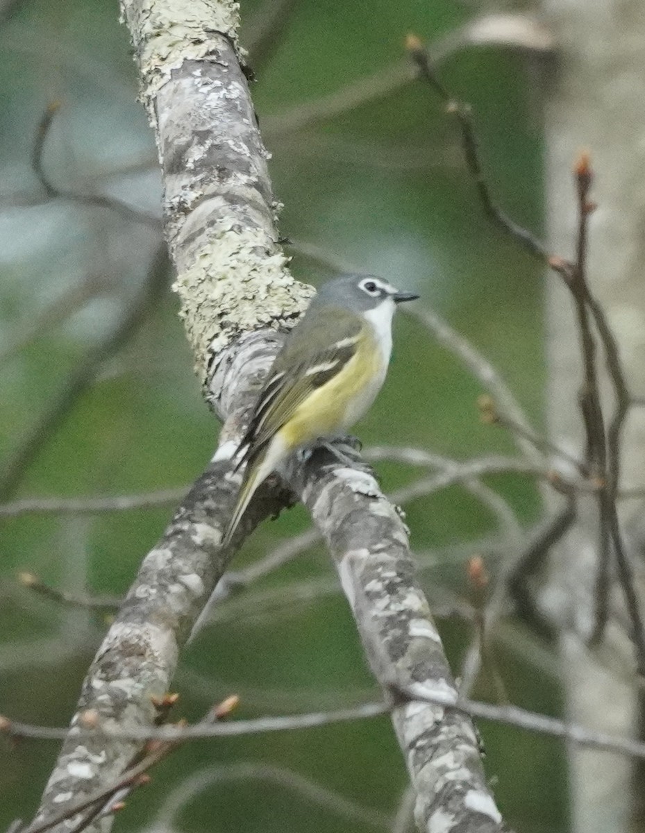 Blue-headed Vireo - ML634661403