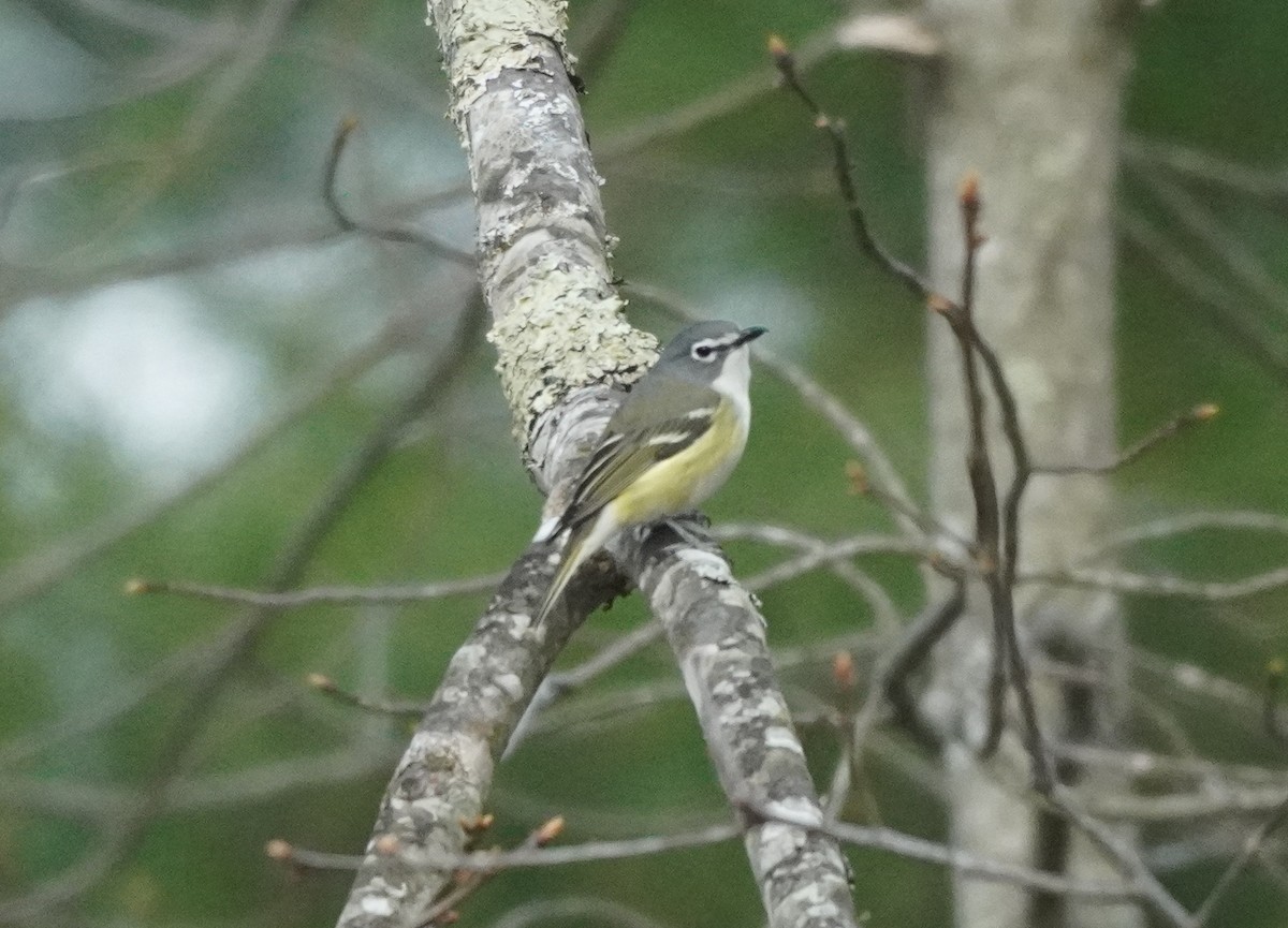Blue-headed Vireo - ML634661404