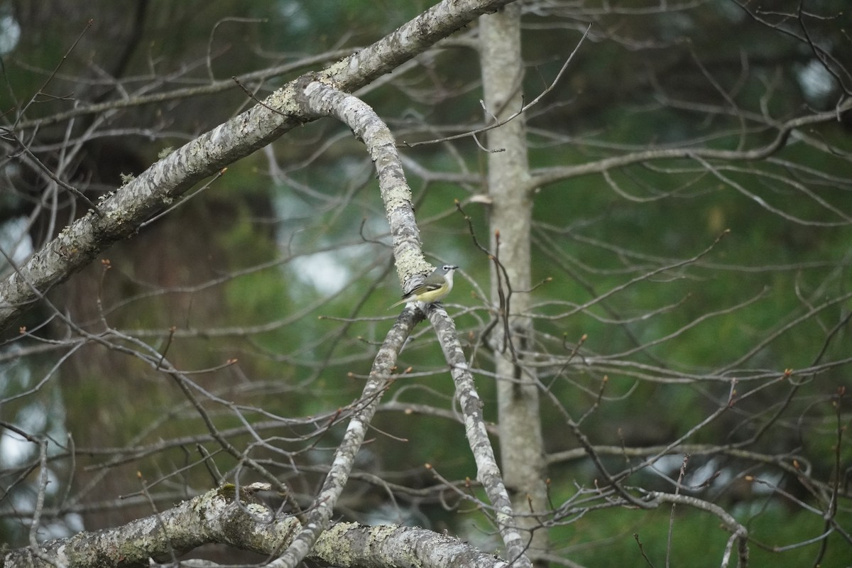 Blue-headed Vireo - ML634661405