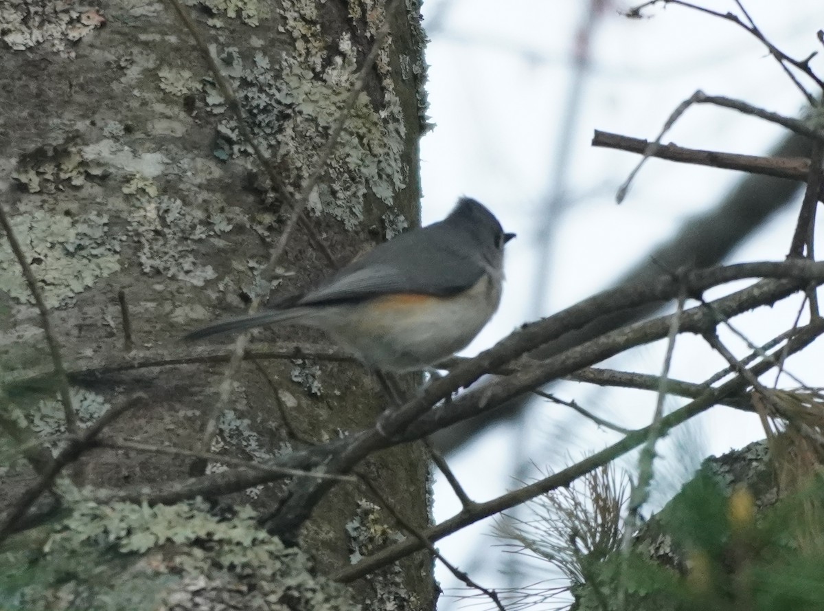 Tufted Titmouse - ML634661423