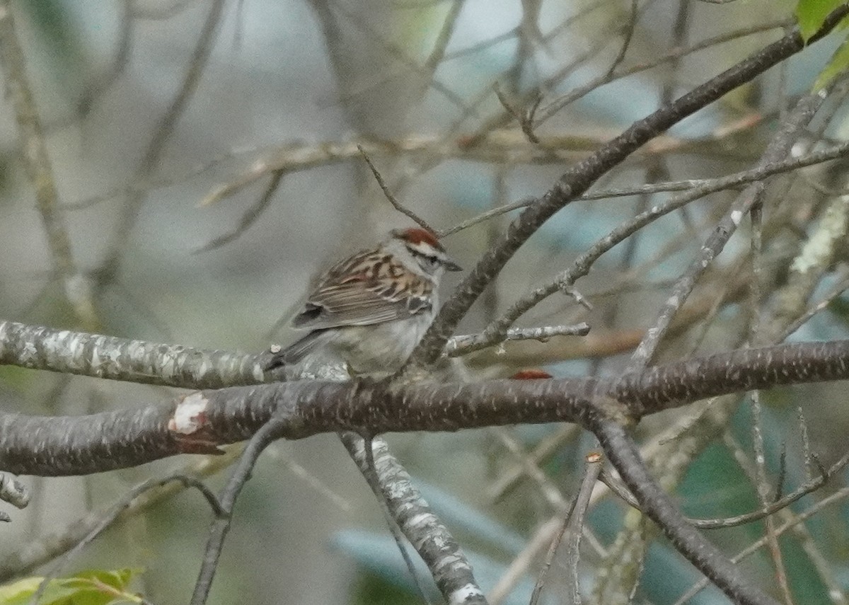 Chipping Sparrow - ML634661435