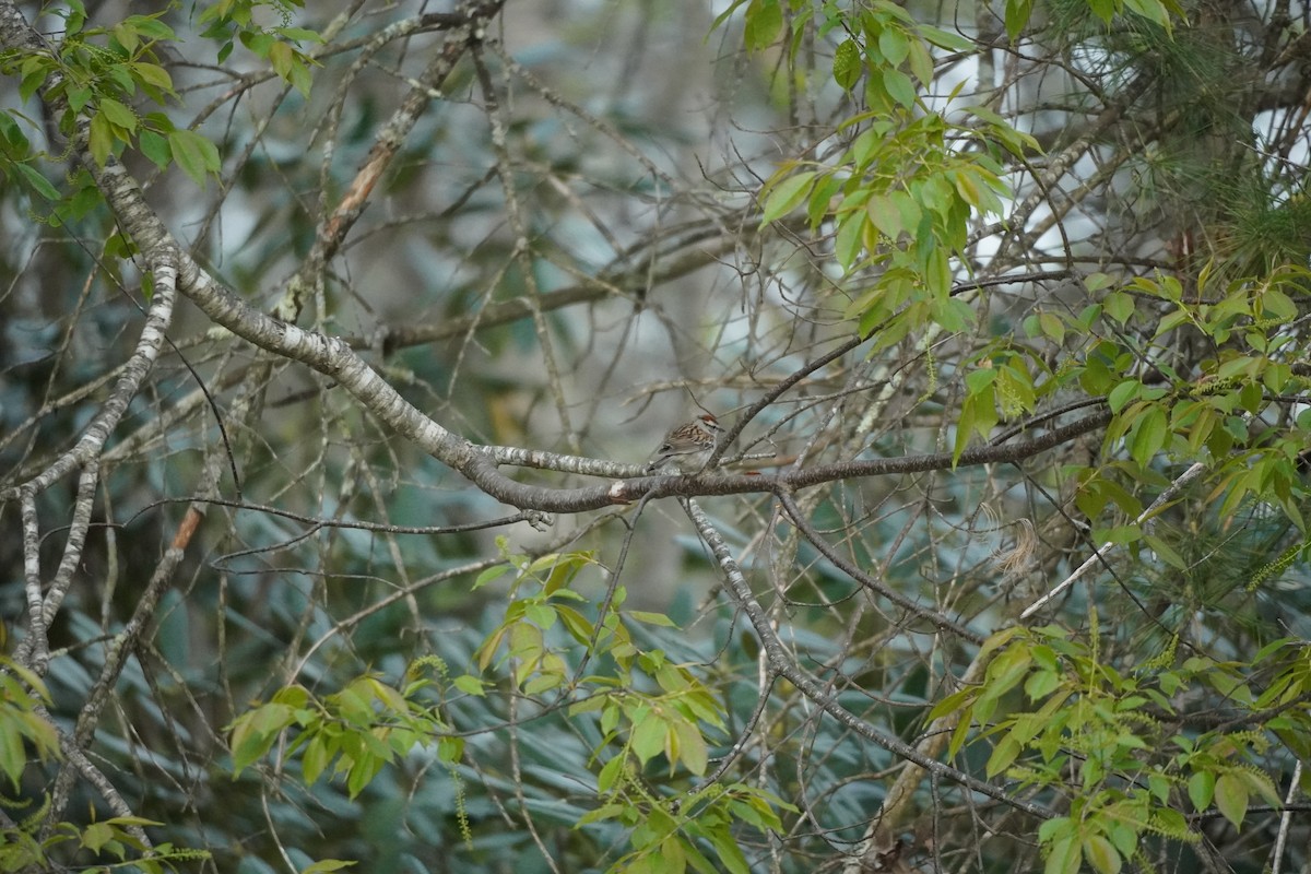 Chipping Sparrow - ML634661436