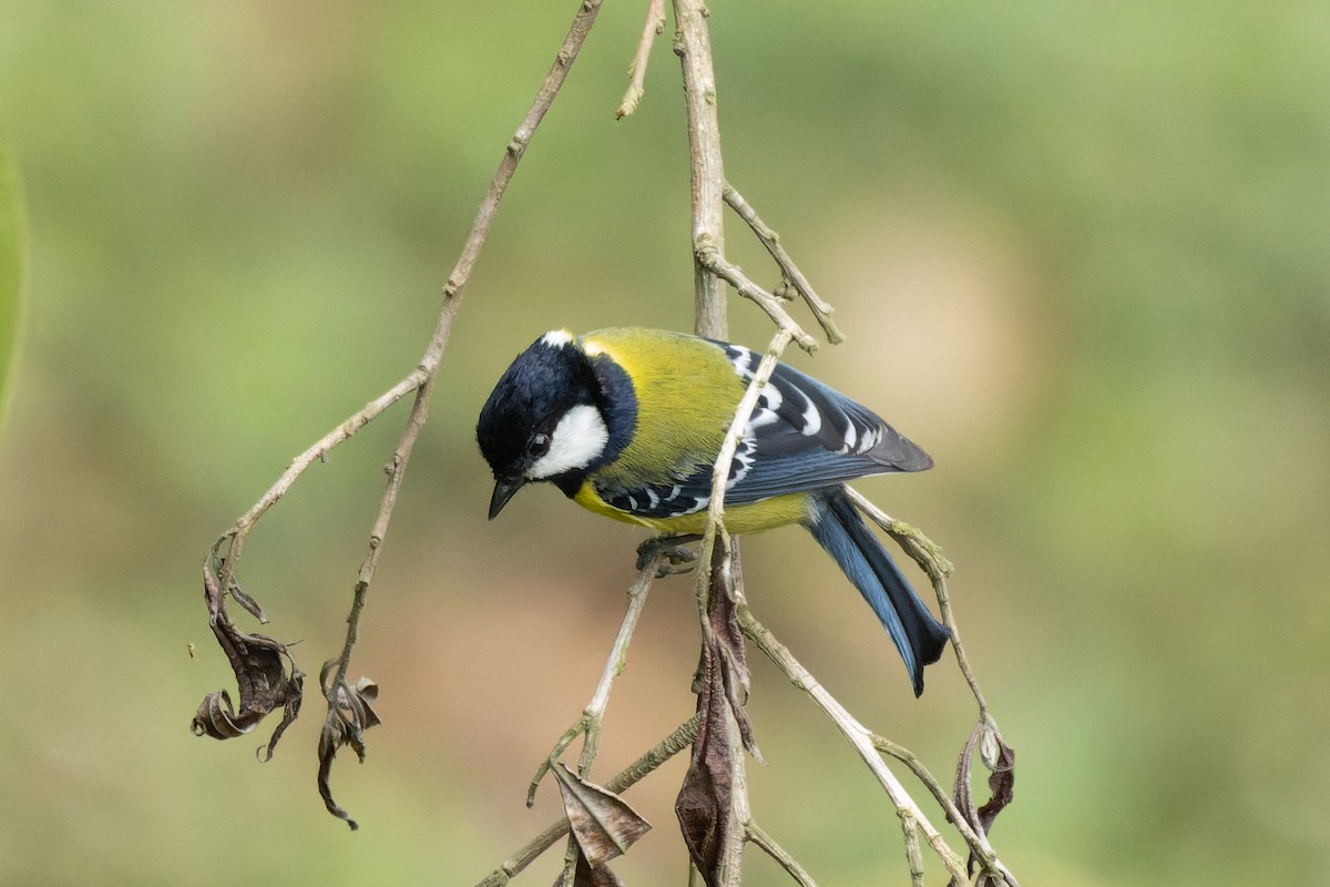 Bergkohlmeise - ML634661495