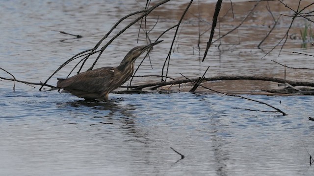 American Bittern - ML634661548