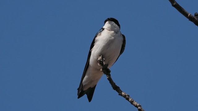 Tree Swallow - ML634661577