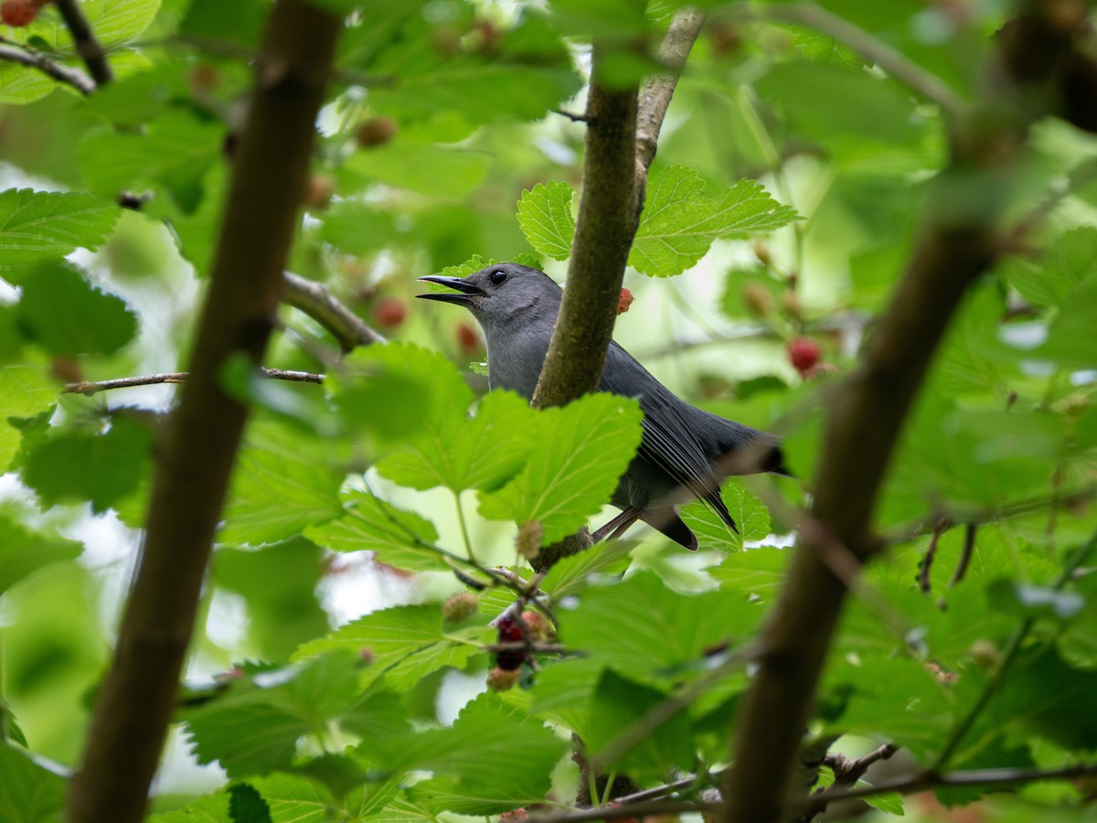 Gray Catbird - ML634661632