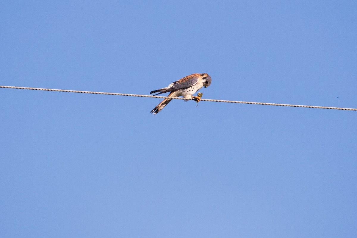 American Kestrel - ML634661639