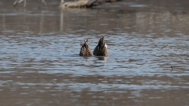 Blue-winged Teal - ML634661643