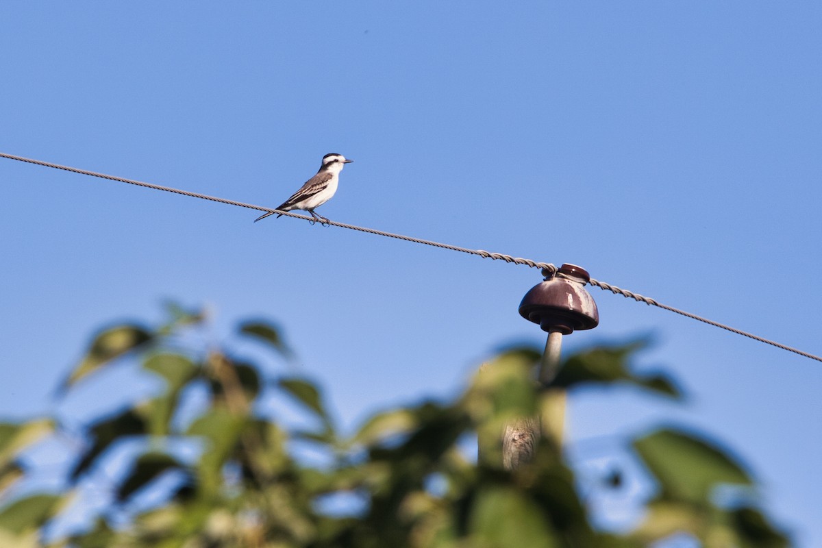 Black-crowned Monjita - ML634661651