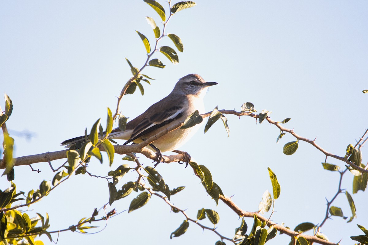 White-banded Mockingbird - ML634661655