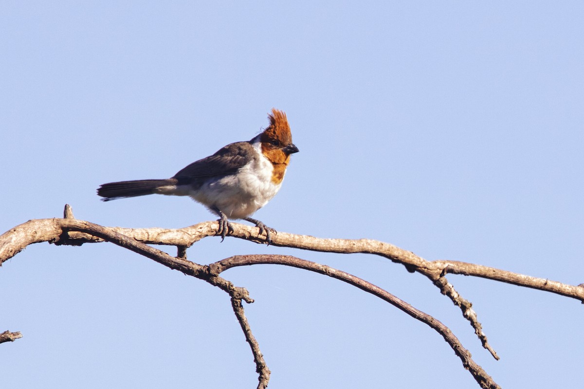 Red-crested Cardinal - ML634661667