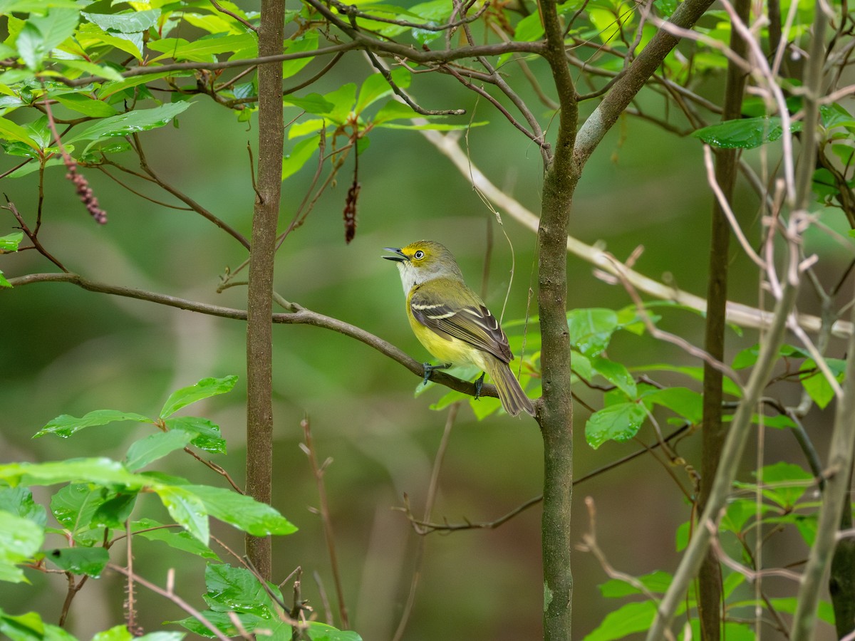 White-eyed Vireo - ML634661672