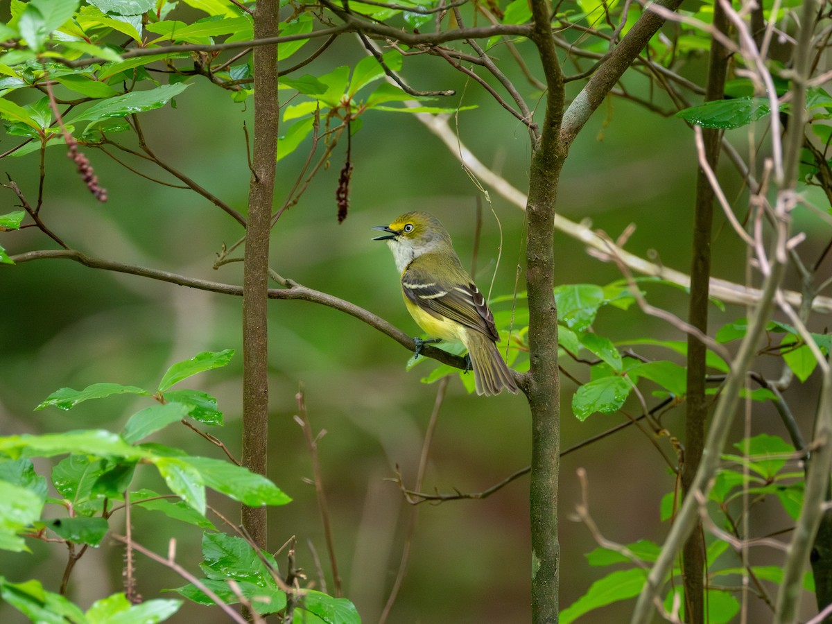 White-eyed Vireo - ML634661673