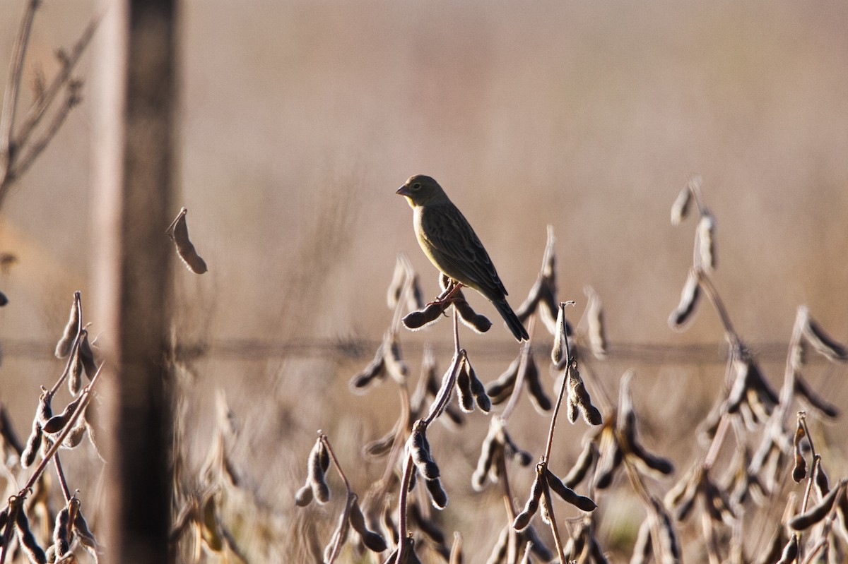 Saffron Finch - ML634661679