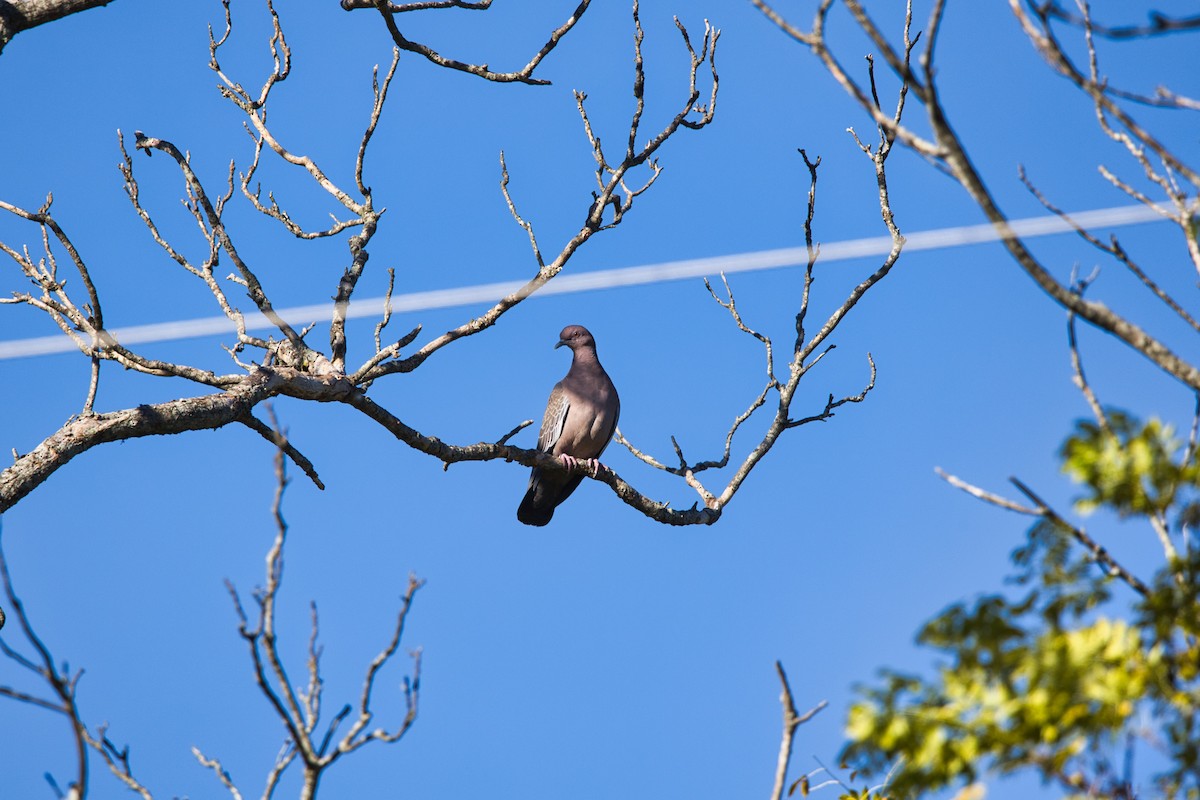 Picazuro Pigeon - ML634661704