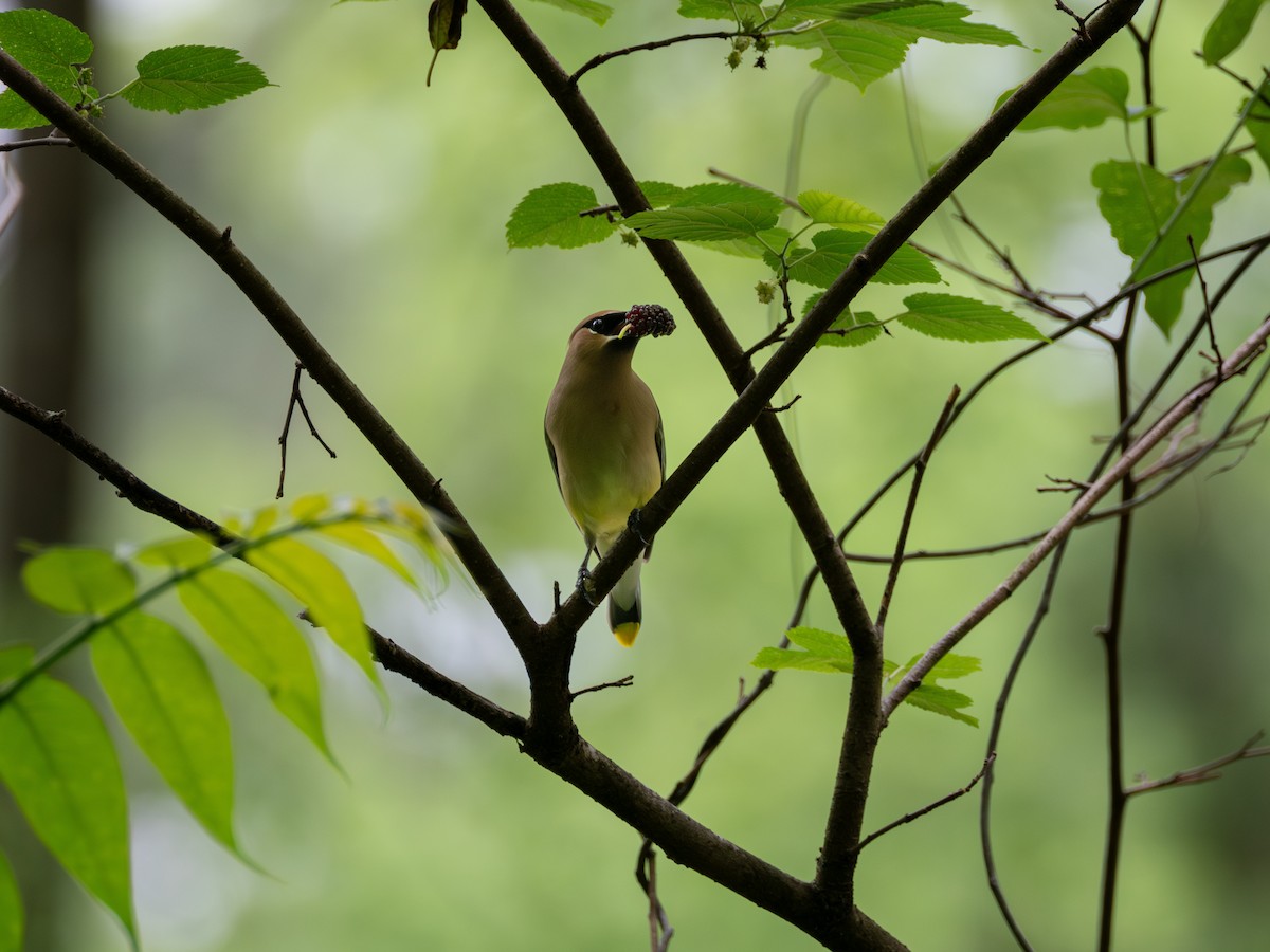 Cedar Waxwing - ML634661714