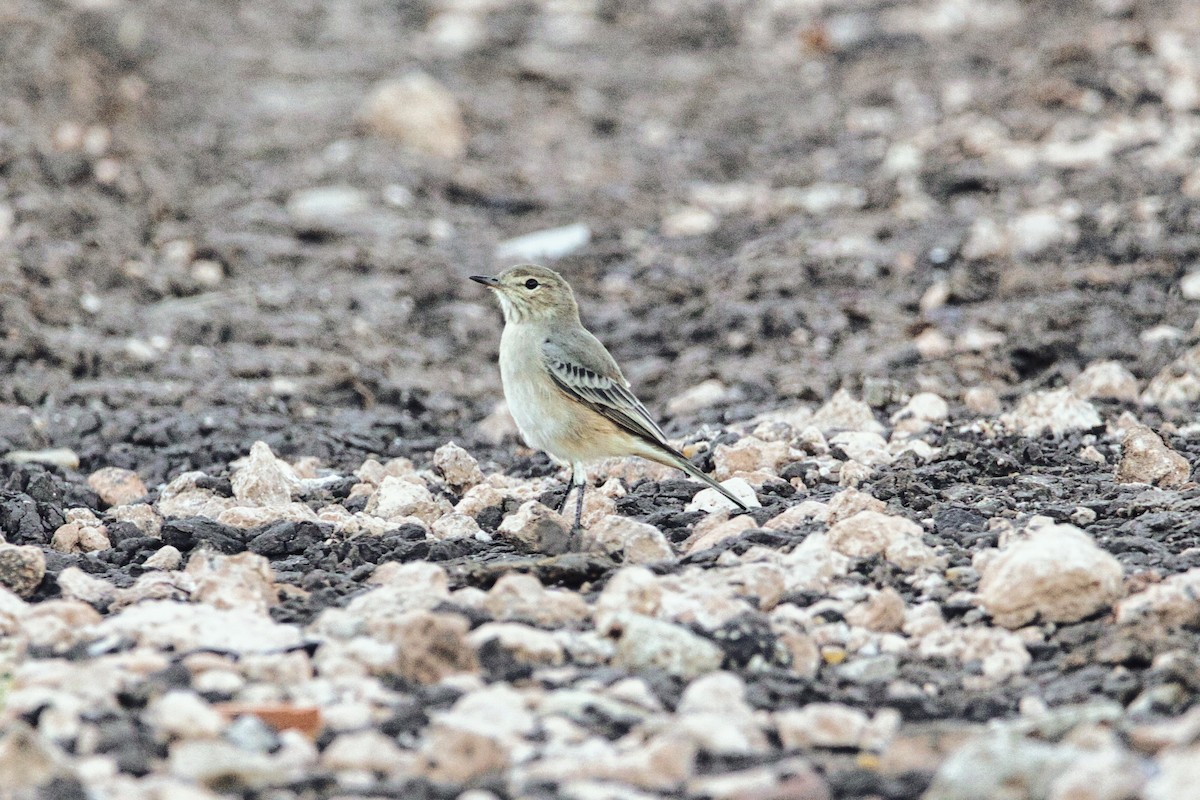 Lesser Shrike-Tyrant - ML634661795