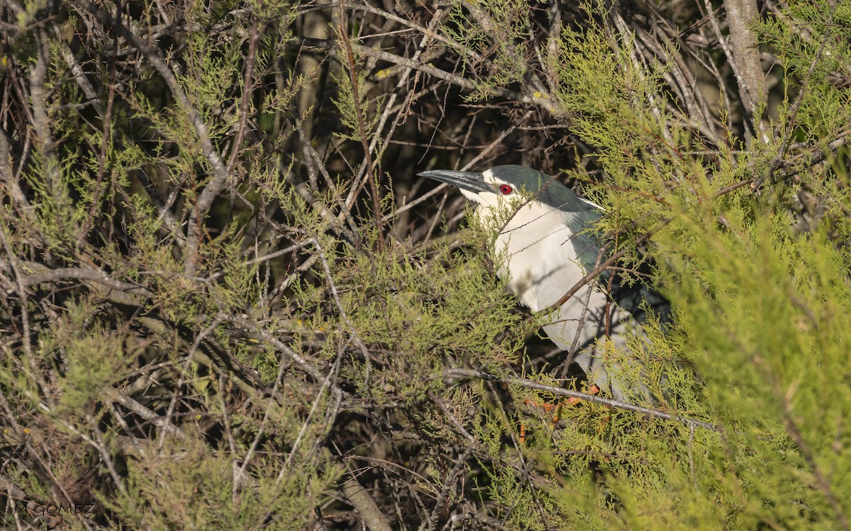 Black-crowned Night Heron - ML634661938