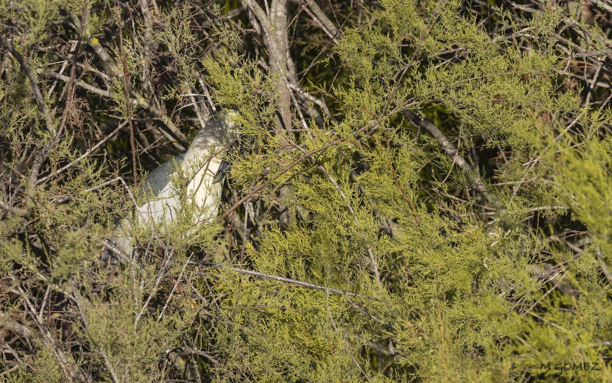 Black-crowned Night Heron - ML634661939