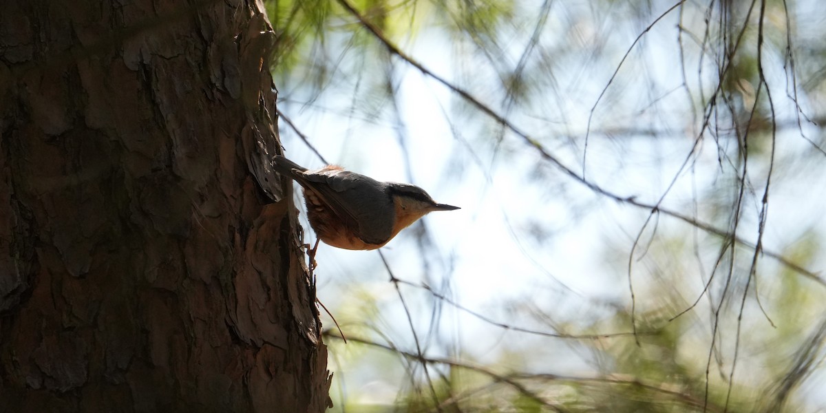 Garrapo eurasiarra - ML634661968