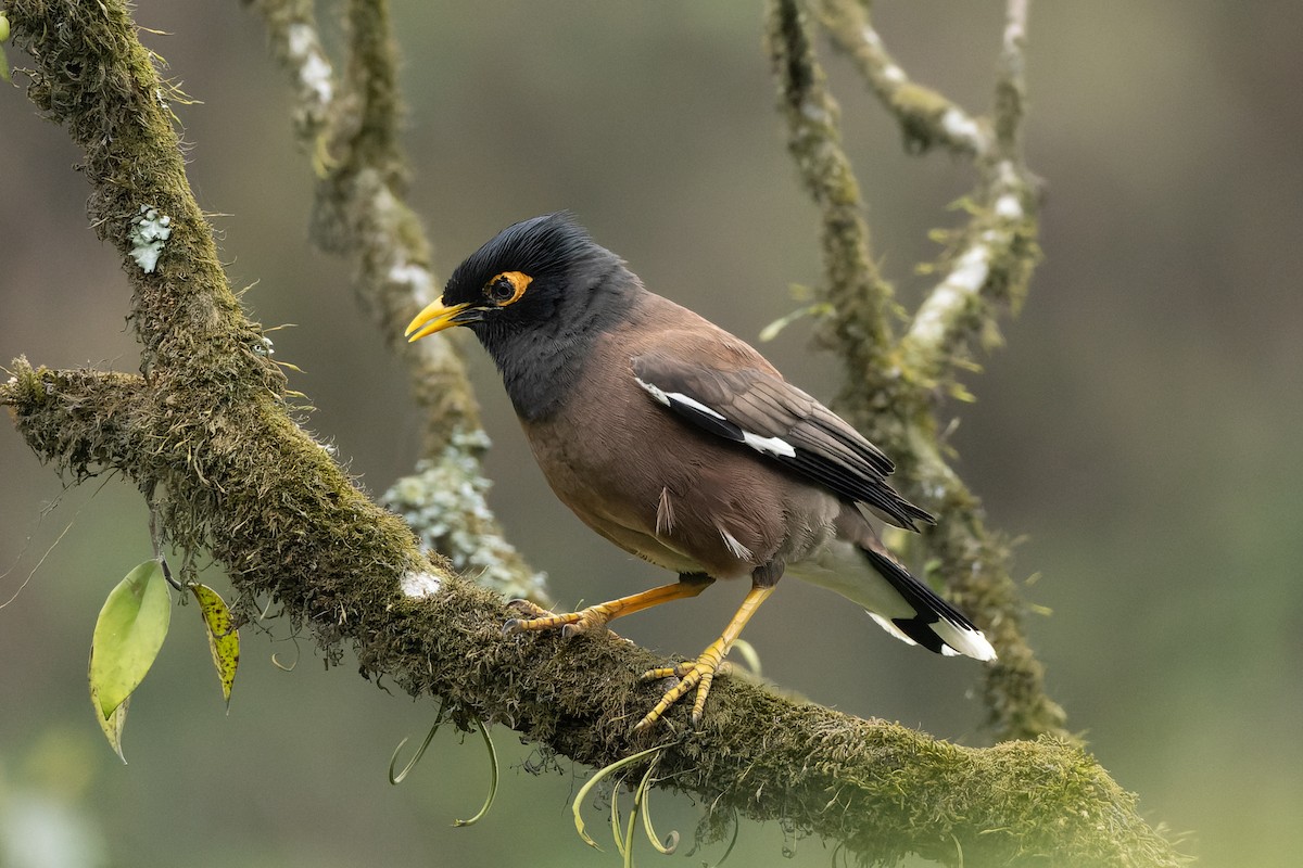 majna obecná - ML634661972