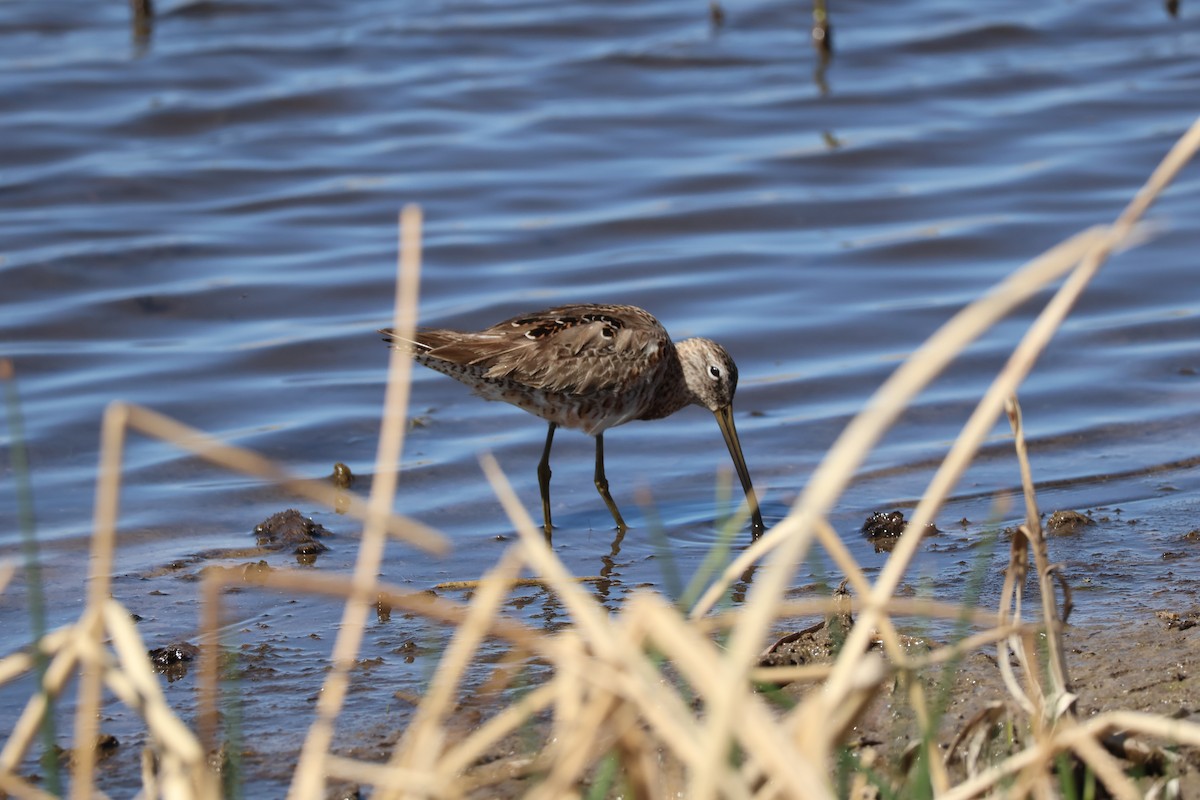 Long-billed Dowitcher - ML634662001