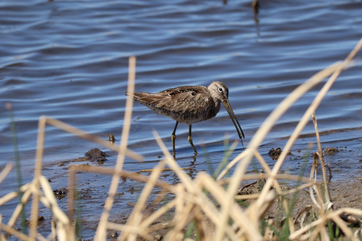 Long-billed Dowitcher - ML634662012
