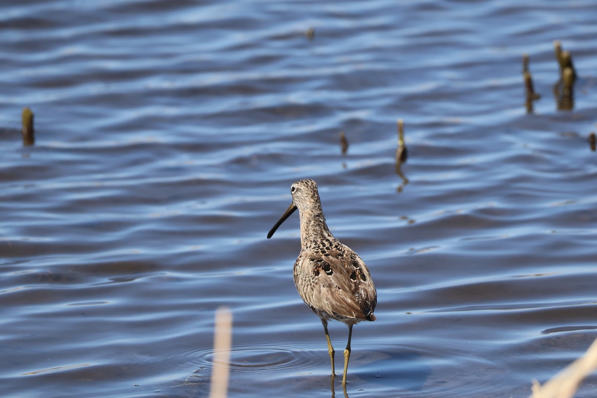 Long-billed Dowitcher - ML634662023