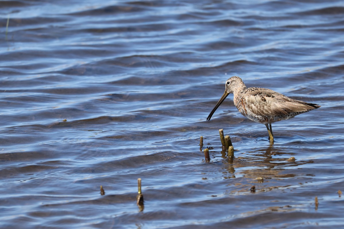 Long-billed Dowitcher - ML634662048