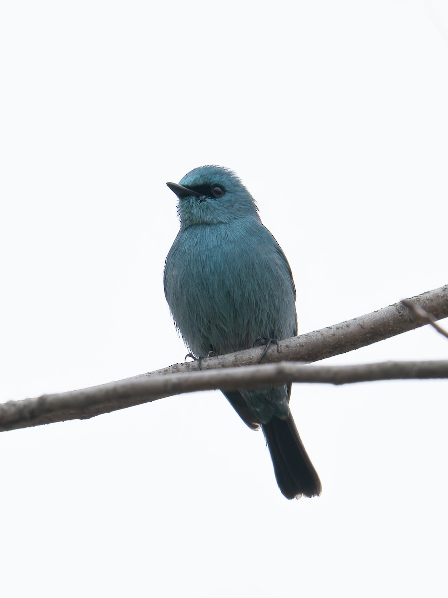 Verditer Flycatcher - ML634662066