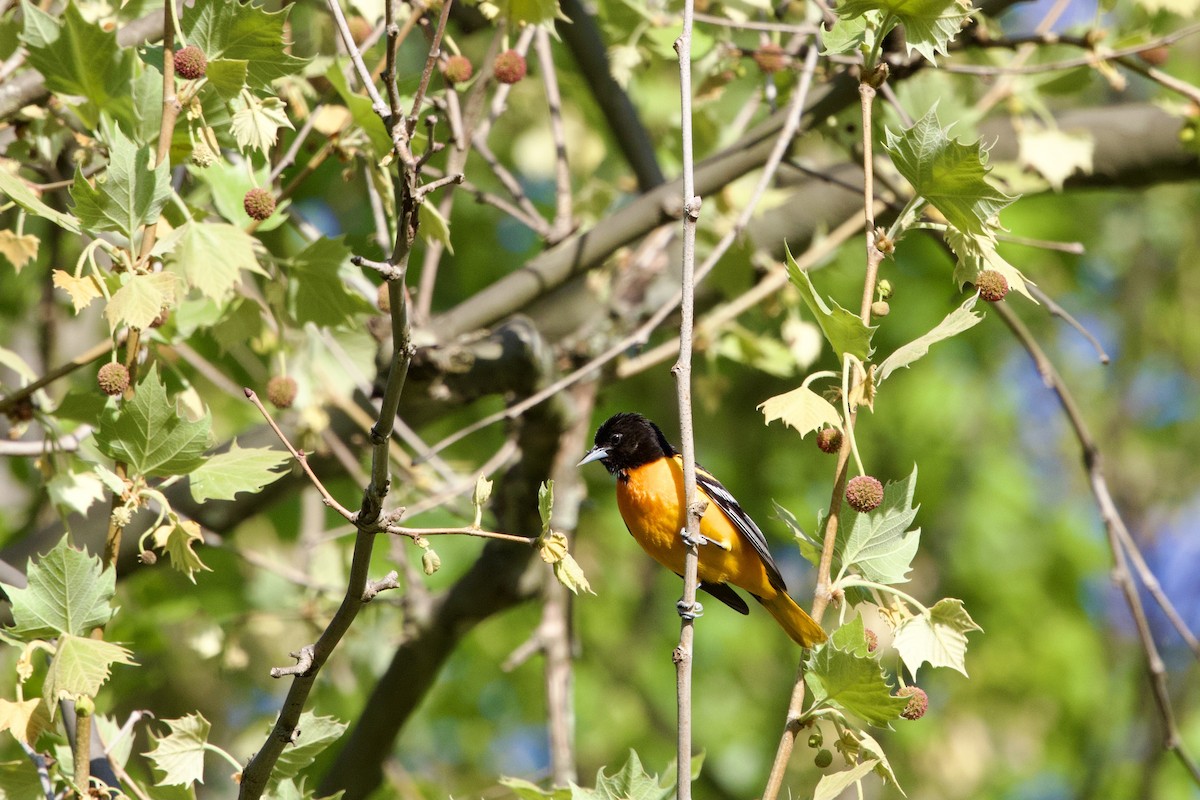 Baltimore Oriole - ML634662102