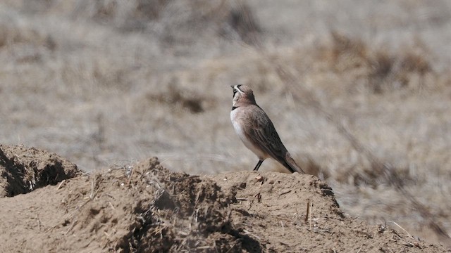 Horned Lark - ML634662208