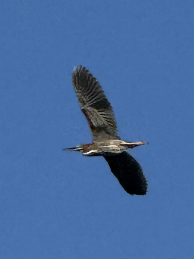 Green Heron - ML634662274