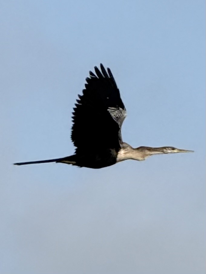Anhinga - ML634662280