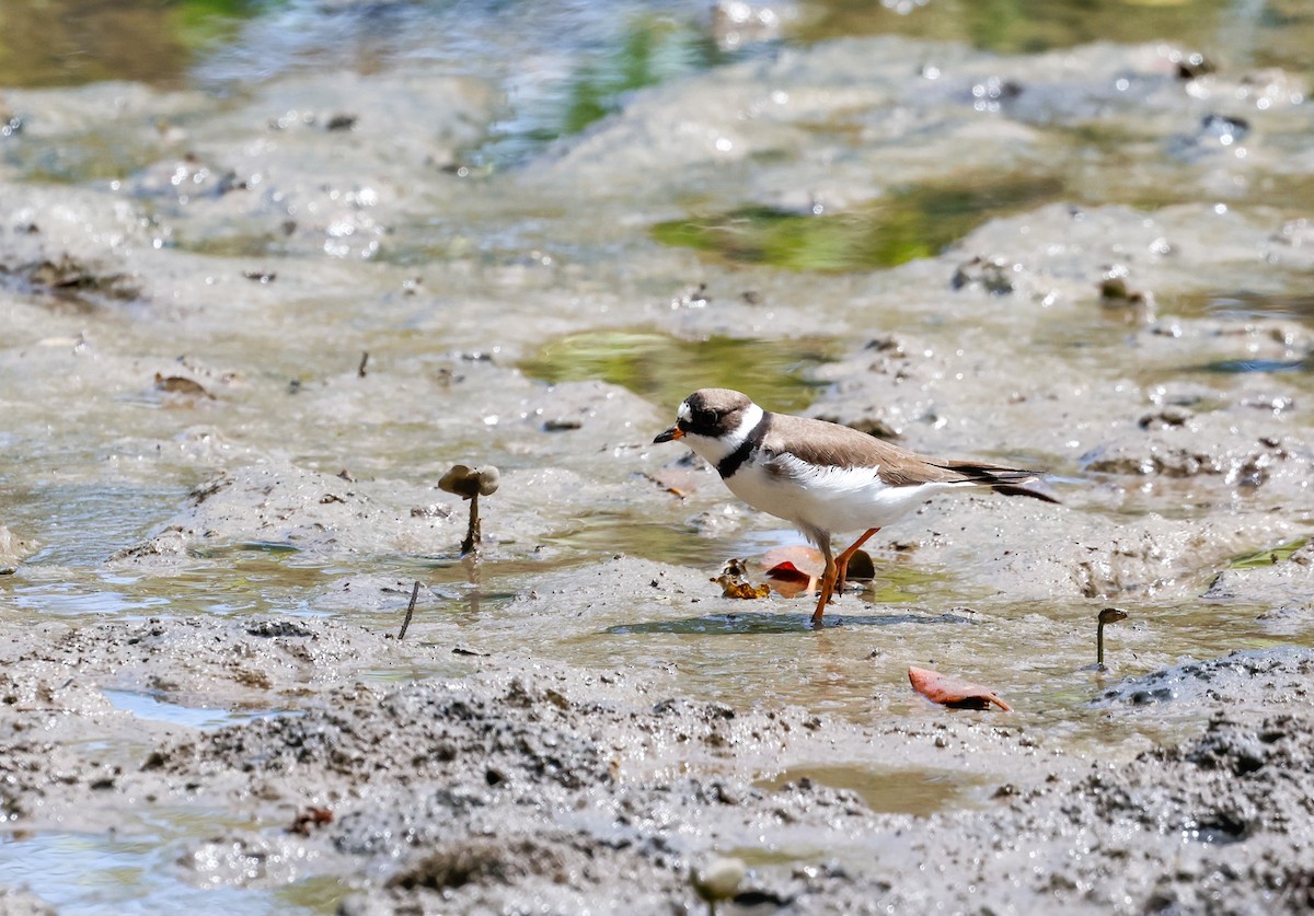 Semipalmated Plover - ML634662337