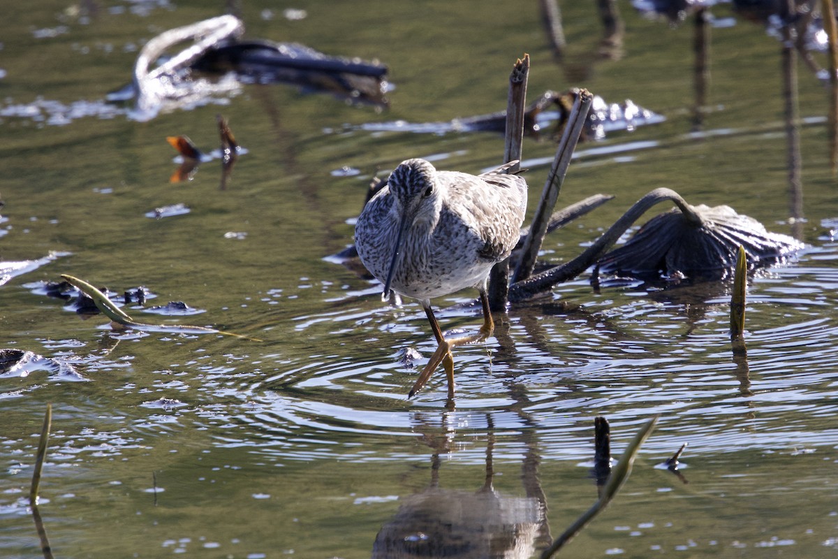 Solitary Sandpiper - ML634662372
