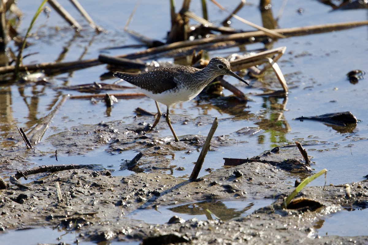Solitary Sandpiper - ML634662390