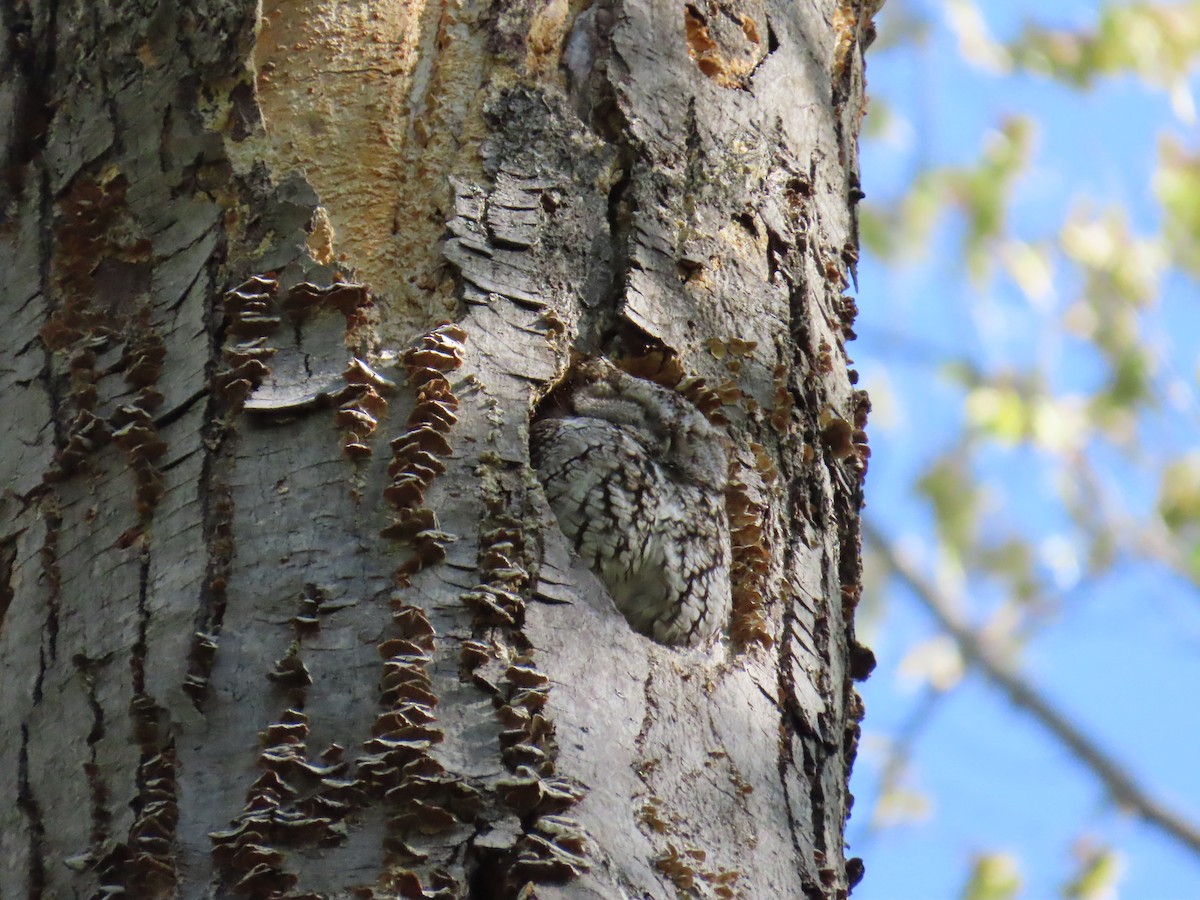 Eastern Screech-Owl - ML634662391