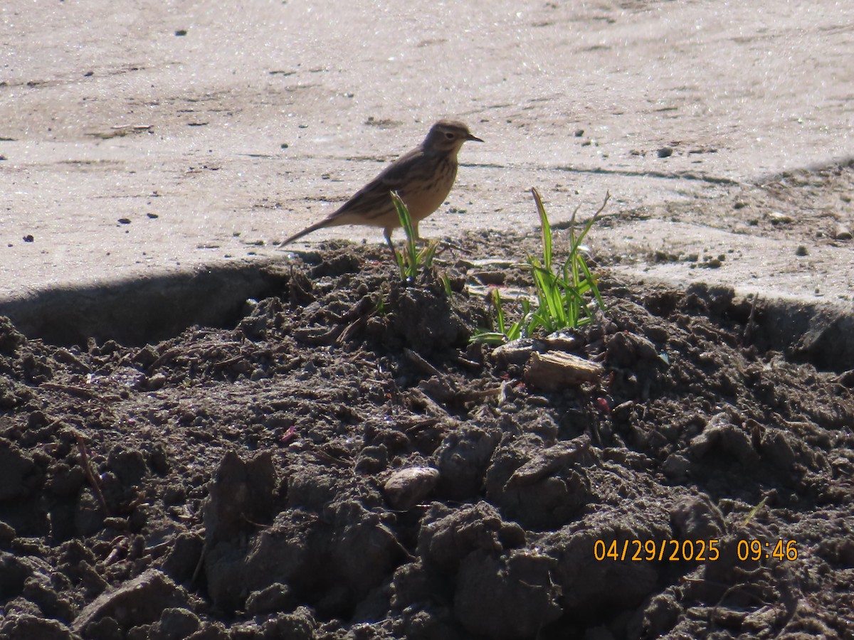 Pipit d'Amérique - ML634662398